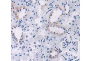 IHC-P analysis of Rat Tissue, with DAB staining. (MGEA5 抗体  (AA 19-222))