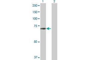 Western Blot analysis of ZNF280A expression in transfected 293T cell line by ZNF280A MaxPab polyclonal antibody. (ZNF280A 抗体  (AA 1-542))