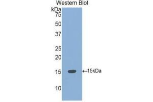 Western Blotting (WB) image for anti-Bone Morphogenetic Protein 4 (BMP4) (AA 293-408) antibody (ABIN1077865) (BMP4 抗体  (AA 293-408))