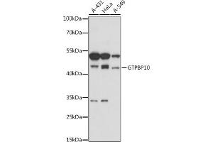 Western blot analysis of extracts of various cell lines, using GTPBP10 antibody (ABIN7267526) at 1:1000 dilution. (GTPBP10 抗体  (AA 1-387))