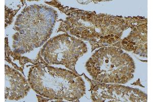 ABIN6275523 at 1/100 staining Mouse testis tissue by IHC-P. (Septin 6 抗体  (Internal Region))