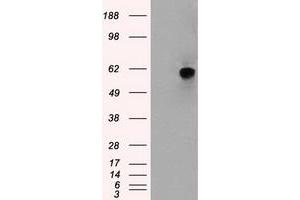 Image no. 2 for anti-Nuclear Receptor Binding Protein 1 (NRBP1) antibody (ABIN1499829) (NRBP1 抗体)