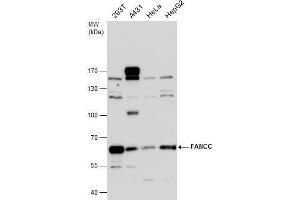 WB Image FANCC antibody detects FANCC protein by western blot analysis. (FANCC 抗体  (Center))