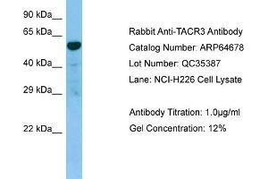 Western Blotting (WB) image for anti-Tachykinin Receptor 3 (TACR3) (C-Term) antibody (ABIN2789921) (TACR3 抗体  (C-Term))