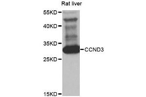 Western blot analysis of extracts of rat liver, using CCND3 antibody (ABIN5970442) at 1/1000 dilution. (Cyclin D3 抗体)