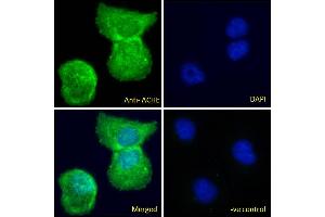 Immunofluorescence (IF) image for anti-Acetylcholinesterase (AChE) (C-Term) antibody (ABIN185357)