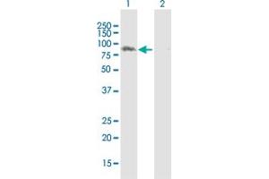 Western Blot analysis of LRSAM1 expression in transfected 293T cell line by LRSAM1 MaxPab polyclonal antibody. (LRSAM1 抗体  (AA 1-723))