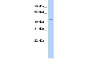 WB Suggested Anti-Elf3 Antibody Titration:  0. (ELF3 抗体  (N-Term))