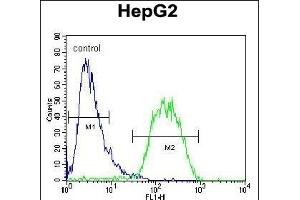 BUD13 Antibody (C-term) (ABIN654718 and ABIN2844407) flow cytometric analysis of HepG2 cells (right histogram) compared to a negative control cell (left histogram). (BUD13 抗体  (C-Term))