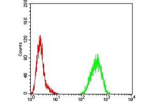 Flow cytometric analysis of Hela cells using SOX11 mouse mAb (green) and negative control (red). (SOX11 抗体  (AA 1-250))