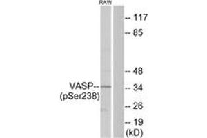 Western blot analysis of extracts from RAW264. (VASP 抗体  (pSer239))