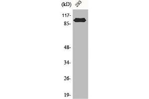 Western Blot analysis of 293 cells using CAS Polyclonal Antibody (Exportin 2 抗体  (N-Term))