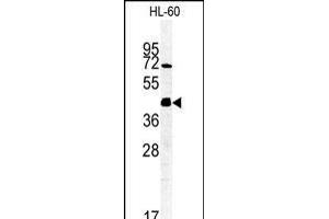 Western blot analysis of FKBPL Antibody (C-term) (ABIN1881347 and ABIN2840192) in HL-60 cell line lysates (35 μg/lane). (FKBPL 抗体  (C-Term))