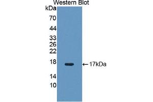 Western Blotting (WB) image for anti-Nuclear Receptor Subfamily 4, Group A, Member 3 (NR4A3) (AA 29-145) antibody (ABIN1869486)