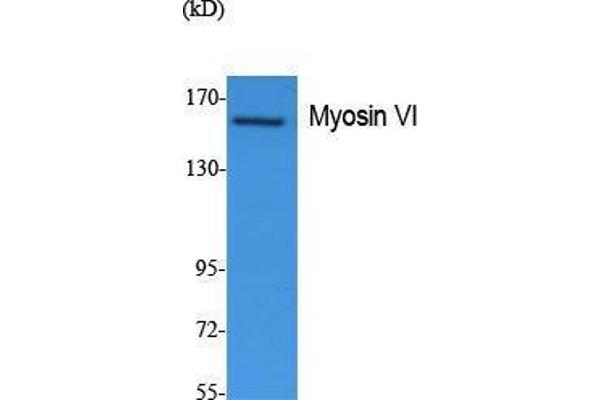 Myosin VI 抗体  (N-Term)