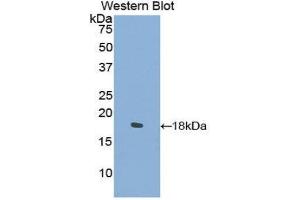 Western Blotting (WB) image for anti-Collagen, Type II, alpha 1 (COL2A1) (AA 677-817) antibody (ABIN1858452) (COL2A1 抗体  (AA 677-817))