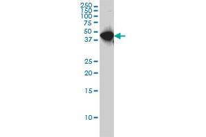 WDR4 monoclonal antibody (M01), clone 1F9 Western Blot analysis of WDR4 expression in Hela S3 NE . (WDR4 抗体  (AA 1-266))
