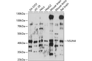 Western blot analysis of extracts of various cell lines, using NSUN4 antibody (ABIN7268944) at 1:1000 dilution. (NSUN4 抗体  (AA 26-290))