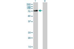 Western Blot analysis of DDX4 expression in transfected 293T cell line by DDX4 MaxPab polyclonal antibody. (DDX4 抗体  (AA 1-690))