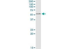 PEX14 MaxPab polyclonal antibody. (PEX14 抗体  (AA 1-377))