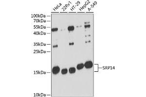 Western Blotting (WB) image for anti-Signal Recognition Particle 14kDa (Homologous Alu RNA Binding Protein) (SRP14) (AA 1-136) antibody (ABIN6148448)