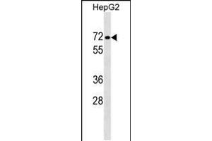 Western blot analysis in HepG2 cell line lysates (35ug/lane). (PPP1R16B 抗体  (AA 372-399))
