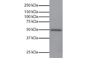 Total cell lysates from Jurkat cells were resolved by electrophoresis, transferred to PVDF membrane, and probed with Mouse Anti-GSK-3α-UNLB secondary antibody and chemiluminescent detection. (GSK3 alpha 抗体  (N-Term))