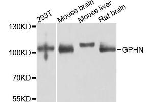 Western blot analysis of extracts of various cells, using GPHN antibody. (Gephyrin 抗体)