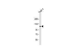 Anti-PTPN12 Antibody (C-Term) at 1:1000 dilution + THP-1 whole cell lysate Lysates/proteins at 20 μg per lane. (PTPN12 抗体  (AA 681-714))
