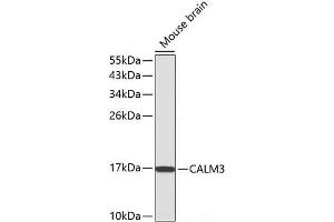 Calmodulin 3 抗体