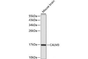 Western blot analysis of extracts of Mouse brain using CALM3 Polyclonal Antibody. (Calmodulin 3 抗体)