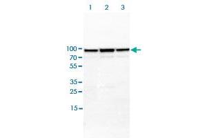 Western blot analysis of Lane 1: NIH-3T3 cell lysate (Mouse embryonic fibroblast cells); Lane 2: NBT-II cell lysate (Rat Wistar bladder tumour cells); Lane 3: PC12 cell lysate (Pheochromocytoma of rat adrenal medulla) with MRE11A polyclonal antibody  at 1:100-1:250 dilution. (Mre11 抗体)