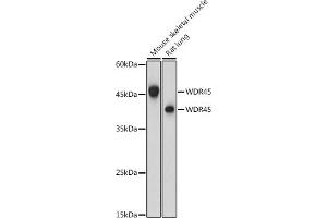 Western blot analysis of extracts of various cell lines, using WDR45 antibody (ABIN6133064, ABIN6150194, ABIN6150195 and ABIN6223490) at 1:1000 dilution. (WDR45 抗体  (AA 1-360))