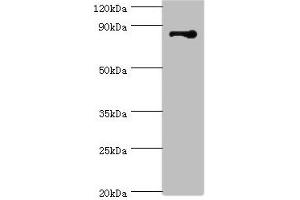 Western blot All lanes: STRN antibody at 3 μg/mL + NIH/3T3 whole cell lysate Secondary Goat polyclonal to rabbit IgG at 1/10000 dilution Predicted band size: 87, 81 kDa Observed band size: 87 kDa (Striatin 抗体  (AA 581-780))