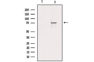 ZP1 抗体  (Internal Region)