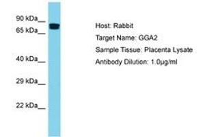 Image no. 1 for anti-Golgi-Associated, gamma Adaptin Ear Containing, ARF Binding Protein 2 (GGA2) (AA 154-203) antibody (ABIN6750505) (GGA2 抗体  (AA 154-203))