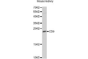 Western blot analysis of extracts of mouse kidney, using CD9 Antibody (ABIN5970852) at 1/1000 dilution. (CD9 抗体)