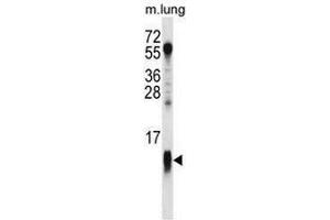 COX7A1 Antibody (Center) western blot analysis in mouse lung tissue lysates (35µg/lane). (Complex IV Subunit VIIa (AA 9-38), (Middle Region) 抗体)