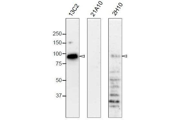 NUP98 Antikörper  (GLFG Motif, N-Term)
