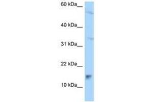 Image no. 1 for anti-Mago-Nashi Homolog B (MAGOHB) (AA 78-127) antibody (ABIN6747360) (Mago Nashi Homolog 2 抗体  (AA 78-127))