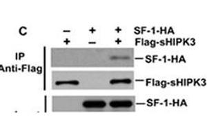 Detection of interaction between HIPK3 and SF-1 by coimmunoprecipitation. (HIPK3 抗体  (C-Term))