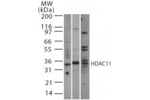 HDAC11 pAb tested by Western blot. (HDAC11 抗体  (AA 238-251))