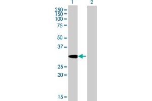 Western Blot analysis of SDCBP expression in transfected 293T cell line by SDCBP MaxPab polyclonal antibody. (SDCBP 抗体  (AA 1-298))