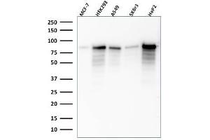 Western Blot Analysis of MCF-7, HEK-293, A549, SKBr3, HeP2 lysate using MCM7 Mouse Monoclonal Antibody (SPM379). (MCM7 抗体)