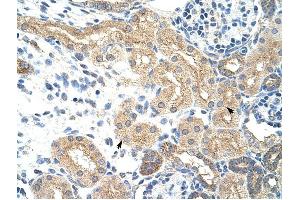NXF5 antibody was used for immunohistochemistry at a concentration of 4-8 ug/ml to stain Epithelial cells of renal tubule (arrows) in Human Kidney. (NXF5 抗体  (Middle Region))