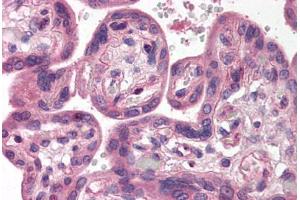 Human Placenta (formalin-fixed, paraffin-embedded) stained with SH3GLB1 antibody ABIN214475 at 2. (SH3GLB1 抗体  (C-Term))