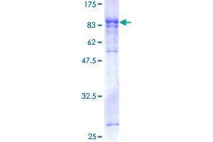 GBP5 Protein (AA 1-586) (GST tag)