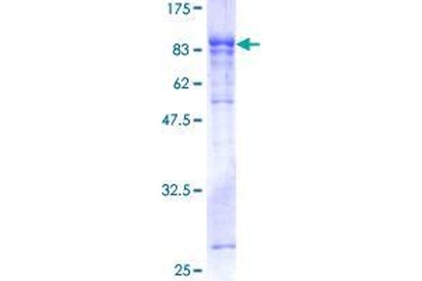 GBP5 Protein (AA 1-586) (GST tag)