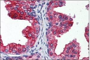 Immunohistochemistry (IHC) image for anti-Cytochrome b5 (CYTB5) (AA 1-135) antibody (ABIN951799) (Cytochrome b5 (CYTB5) (AA 1-135) 抗体)
