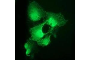 Anti-CDK2 mouse monoclonal antibody (ABIN2454601) immunofluorescent staining of COS7 cells transiently transfected by pCMV6-ENTRY CDK2 (RC200494). (CDK2 抗体)